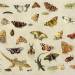 A Study of insects